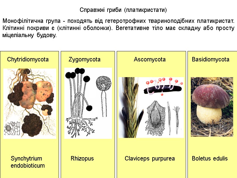 Справжні гриби (платикристати) Chytridiomycota Zygomycota Ascomycota Basidiomycota Synchytrium  endobioticum Rhizopus Claviceps purpurea Boletus